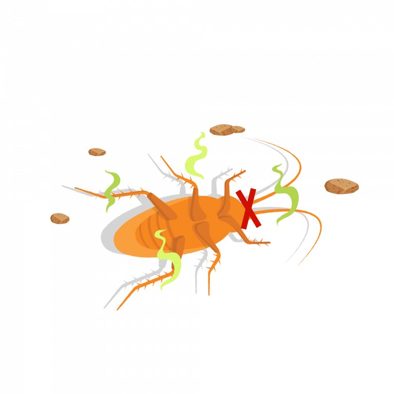 new-design-doctor-cockroach-herbal-bait-product--effective-tkkinternational-copyright-2021-cockroach-herb removal service